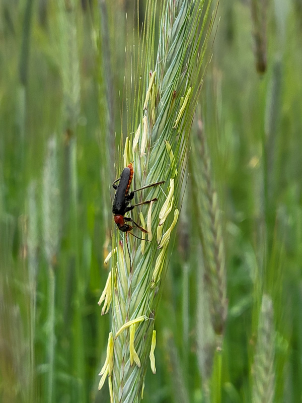 flora & fauna in Silz, Tirol